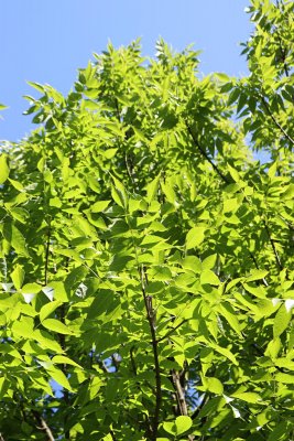 Fraxinus quandrangulata - jasan čtyřhranný - olistěné větve (33)